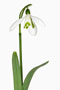 Galanthus nivalis,  Schneeglöckchen