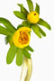 Eranthis hyemalis, Winterling