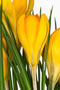 Crocus flavus Goldkrokus