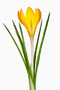 Crocus flavus Goldkrokus