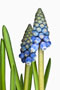 Muscari botryoides, kleine Traubenhyazinthe