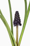 Muscari neglectum, Weinberg-Traubenhyazinthe