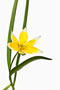 Tulipa tarda, Wildtulpe