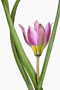 Tulipa saxatilis, Kretische Tulpe