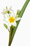 Tulipa turkestanica, Wildtulpe