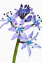 Hyacinthoides italica, Italienisches Hasenglöckchen