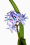 Hyacinthoides italica, Italienisches Hasenglöckchen