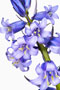 Hyacinthoides non-scripta, Atlantisches Hasenglöckchen