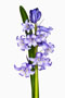 Hyacinthoides non-scripta, Atlantisches Hasenglöckchen