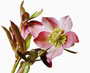 Helleborus orientalis-Hybride, halbgefüllt, Bestell-Nr. 116