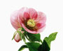 Helleborus orientalis-Hybride, Bestell-Nr. 103