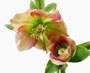 Helleborus orientalis-Hybride, Bestell-Nr. 105