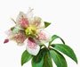 Helleborus orientalis-Hybride, Bestell-Nr. 107