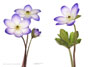 Hepatica x euroasiatica ’Prof. Friedrich Hildebrandt’