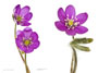 Hepatica nobilis ’Fliederkind’