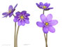 Hepatica nobilis ’Skyline’-Sämling